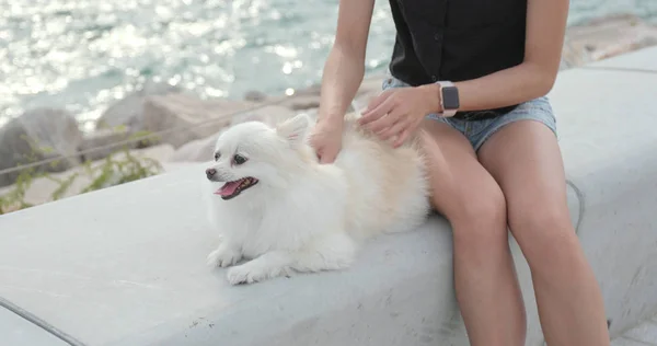 Pet Proprietário Massageando Cão Branco Pomeranian Livre — Fotografia de Stock