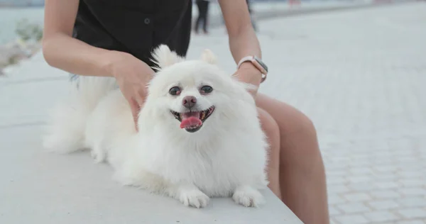 Vrouw Masseren Haar Hond Bij Buiten — Stockfoto