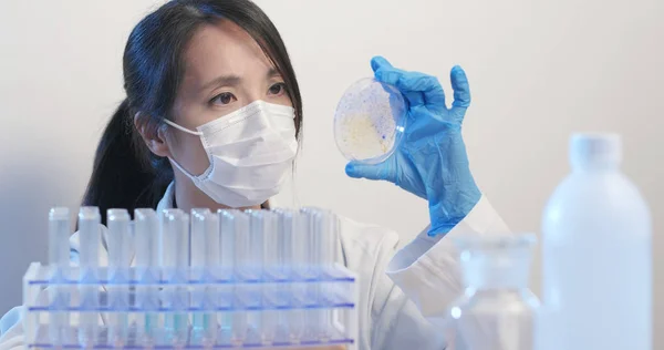 Pracy Laboratorium Mikrobiologiczne Naukowiec Trzymając Petriego Rekordu — Zdjęcie stockowe