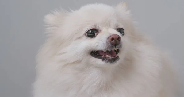 Perro Pomeraniano Blanco Enojado — Foto de Stock