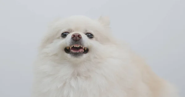 Blanco Pomeranian Perro Sentirse Enojado —  Fotos de Stock