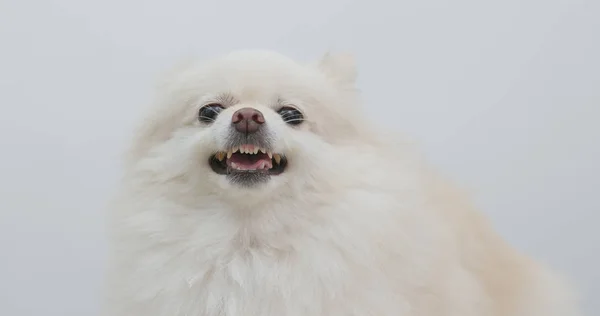 Branco Cão Pomerânia Sentindo Raiva — Fotografia de Stock