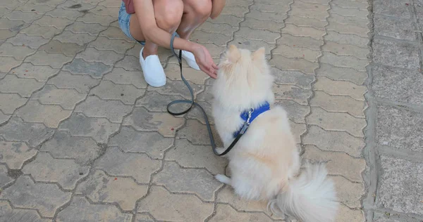 Померанская Собака Ест Закуску Открытом Воздухе — стоковое фото