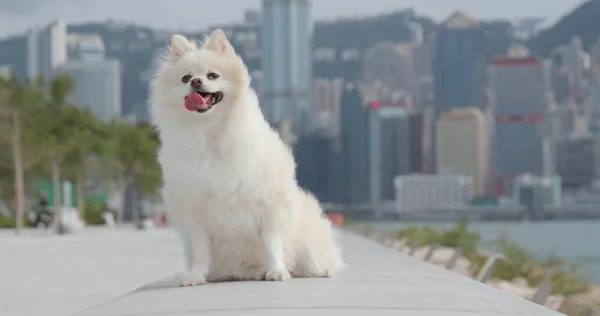 Симпатичная Померанская Собака Городе Гонконг — стоковое фото