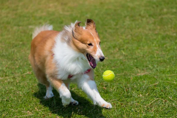 Pies pasterski grać w piłkę na zielonym trawniku — Zdjęcie stockowe