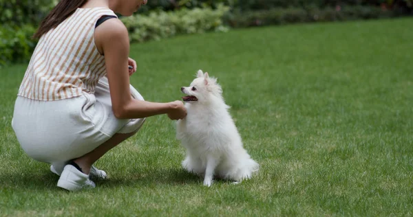 Frau spielt mit ihrem Pommerschen Hund im Park — Stockfoto