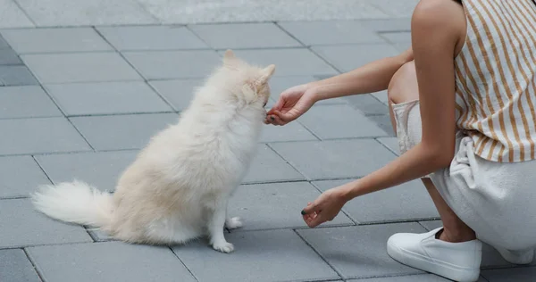Mulher brincar com seu cão da Pomerânia na rua ao ar livre — Fotografia de Stock
