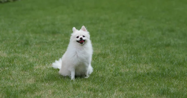 Yeşil çimlerde Pomeranya köpeği — Stok fotoğraf