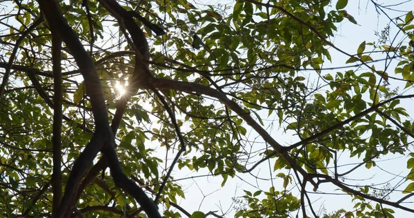 Groene boomtak met zonnestraal — Stockfoto