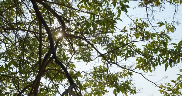 Πράσινο κλαδί δέντρου κάτω από το φως — Φωτογραφία Αρχείου