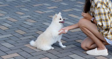 Kadın dışarıda pomeranian köpeğini eğitiyor.