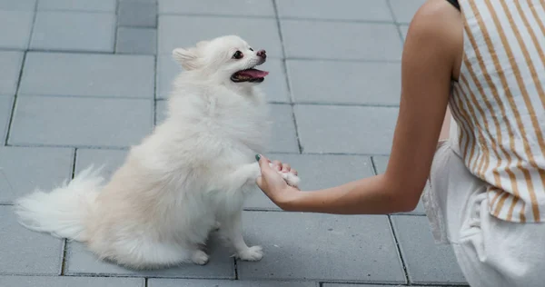 Pomeranya köpeğiyle dışarıda kadın antrenmanı yapıyor. — Stok fotoğraf