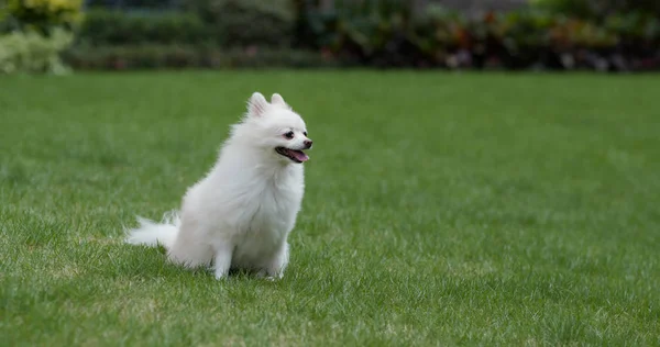 Pomeranský pes na zeleném trávníku — Stock fotografie