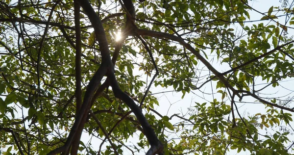 Ramo albero verde con raggio di luce solare — Foto Stock