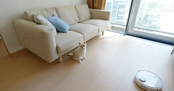 Pomeranian Dog Sit Floor Home Robotic Vacuum Cleaner Slides Room — Stock Photo, Image