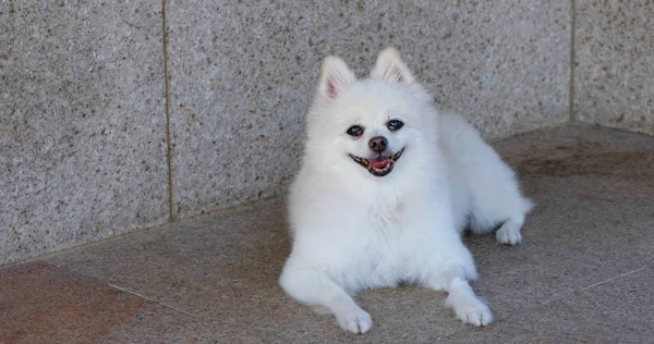 Beyaz Pomeranya köpeği sokakta oturuyor. — Stok fotoğraf