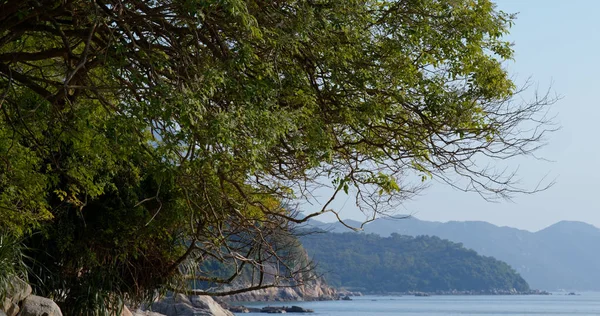 Plante verte et bord de mer à la journée ensoleillée — Photo