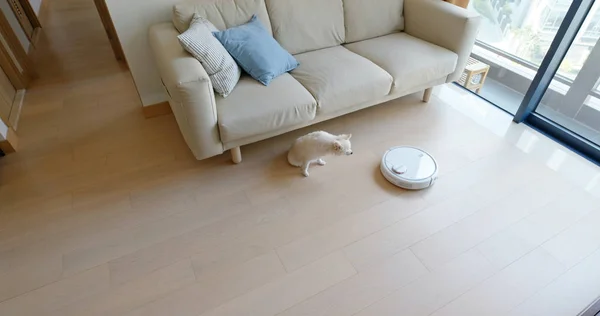 波美拉尼亚犬坐在机器人吸尘器上滑过房间 — 图库照片