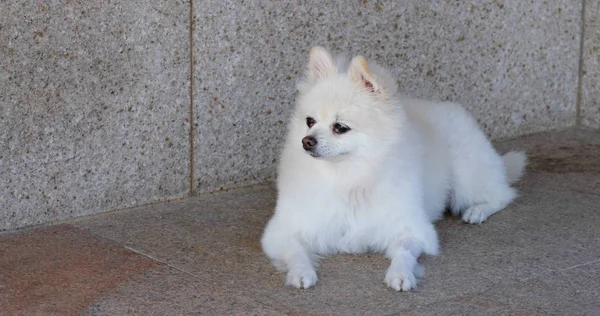 Beyaz Pomeranya köpeği sokakta oturuyor. — Stok fotoğraf