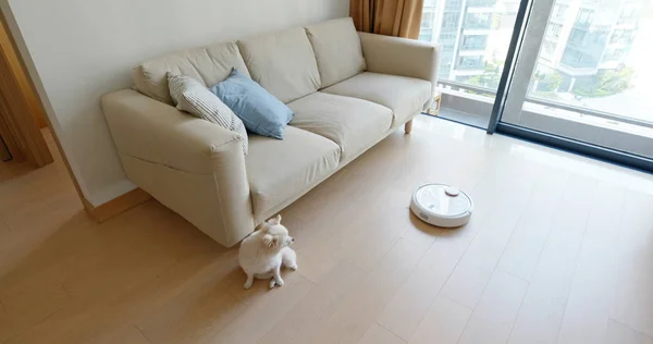 Pomeranian Dog Sit Floor Home Robotic Vacuum Cleaner Slides Room — Stock Photo, Image