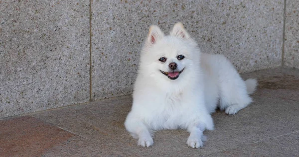 Beyaz Pomeranya köpeği sokakta oturuyor. — Stok fotoğraf