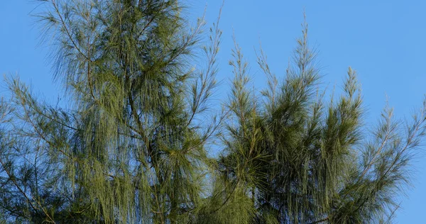 Pinos Verdes Con Cielo Azul Claro —  Fotos de Stock