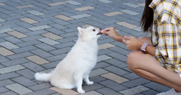 女人在户外训练她的波美拉尼亚犬 — 图库照片