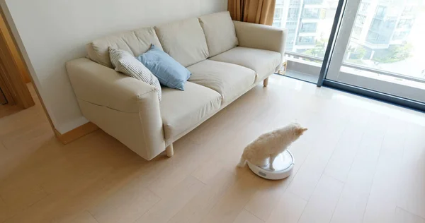 Pomeranian köpeği evdeki elektrikli süpürge haçına oturur. — Stok fotoğraf