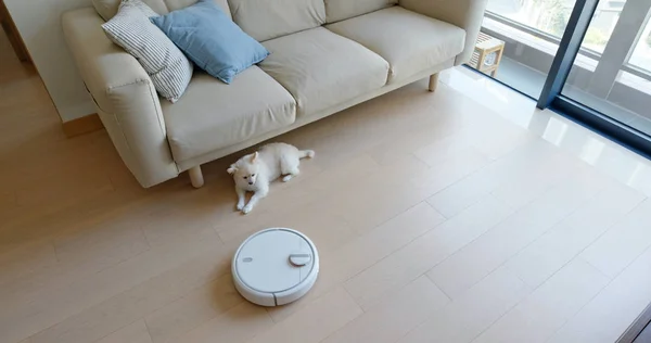 Chien Poméranien Assis Sur Sol Maison Avec Aspirateur Robotique Glisse — Photo