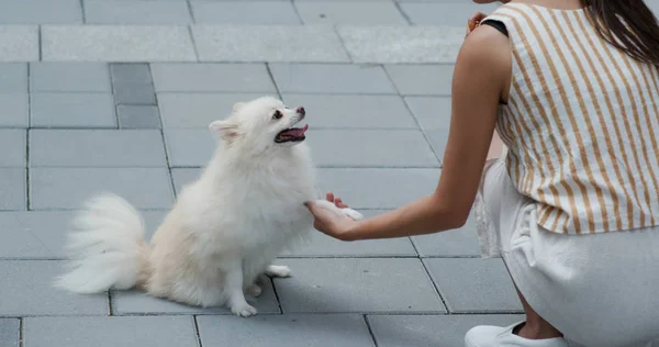 Mulher brincar com seu cão da Pomerânia na rua ao ar livre — Fotografia de Stock