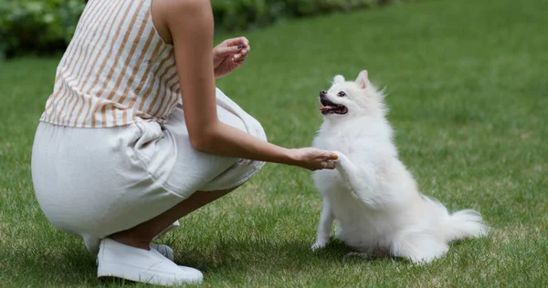 Vrouw spelen met haar omeranian hond in park — Stockfoto