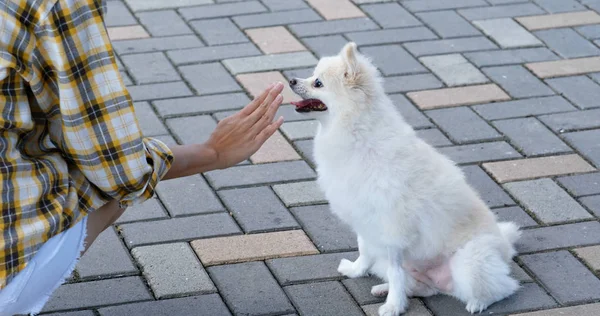 Γυναίκα εκπαιδεύσει pomeranian σκυλί της σε εξωτερικούς χώρους — Φωτογραφία Αρχείου