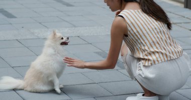 Kadın Pomeranya köpeğini eğitiyor.