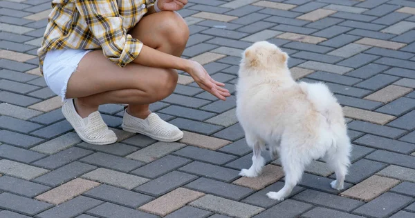 Wanita melatih anjing pomeranian nya di luar ruangan — Stok Foto