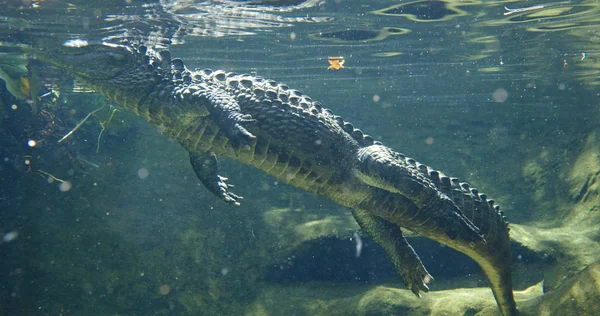 Alligator nadar en el tanque de agua — Foto de Stock