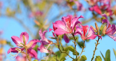 Güzel mor Bauhinia ağaçta