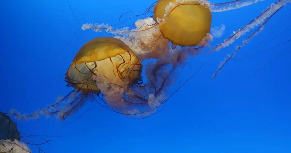 Jelly fish swim in water tank