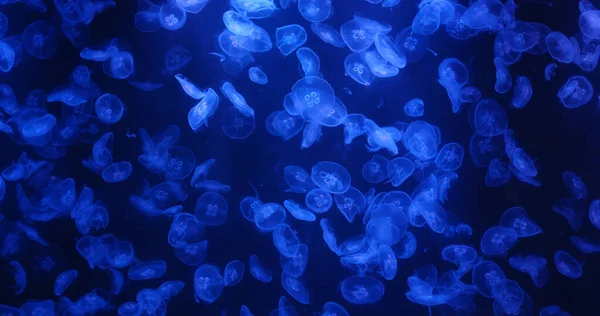 Želé Ryby Plavou Vodní Nádrži — Stock fotografie