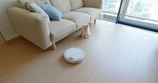 ポメラニア犬は部屋中にロボット掃除機のスライドがある家の床に座っています — ストック写真