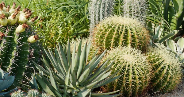 Green Cactus Plant Garden — Stock Photo, Image