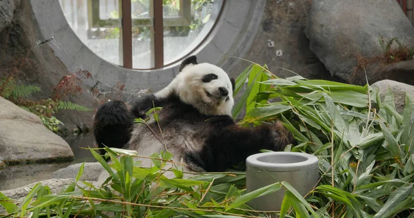 Bonito Panda Comer Bambu Zoológico — Fotografia de Stock