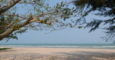 Tropik okyanus kumsalı ve ağacı