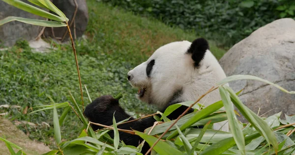 Lindo Panda Comer Bambú Zoológico —  Fotos de Stock