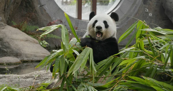 熊猫在动物园里吃竹子 — 图库照片