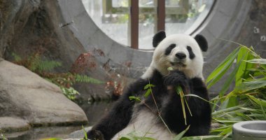 Panda hayvanat bahçesinde bambu yiyor.