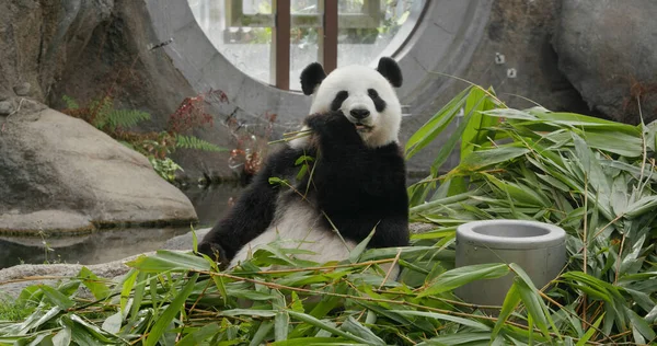 Panda Jeść Bambus Zoo Parku — Zdjęcie stockowe
