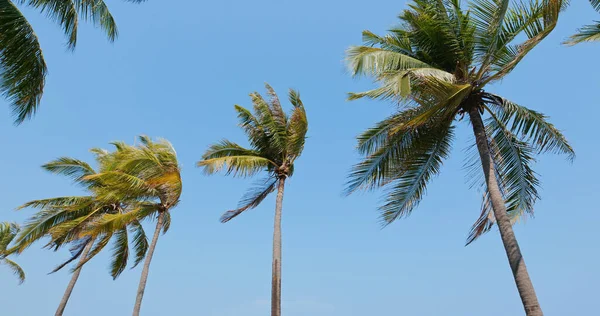 蓝天上的棕榈树 — 图库照片