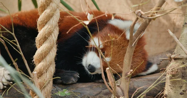 Röd Panda Parken — Stockfoto