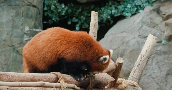 Panda Vermelho Parque — Fotografia de Stock