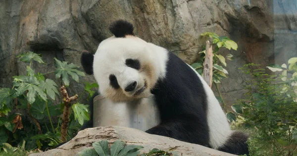 Panda Zoo Parku — Stock fotografie